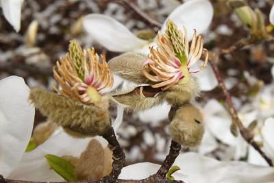 Magnolia kobus var. borealis (Northern Japanese Magnolia), flower, past