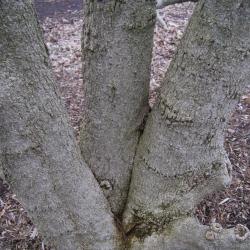 Magnolia kobus var. borealis (Northern Japanese Magnolia), bark, trunk