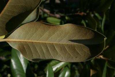 Magnolia grandiflora (Southern Magnolia), leaf, lower surface