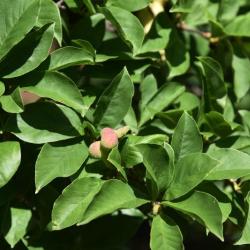 Magnolia kobus var. borealis (Northern Japanese Magnolia), fruit, immature