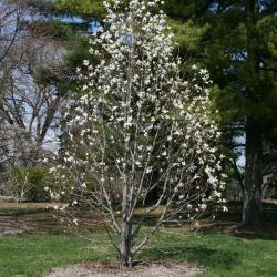 Magnolia kobus 'Wada's Memory' (Wada's Memory Japanese Magnolia), habit, spring