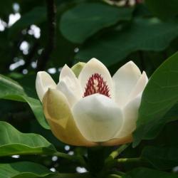 Magnolia hypoleuca (Japanese White-barked Magnolia), flower, side