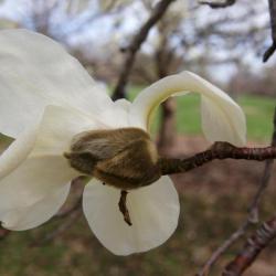 Magnolia kobus var. borealis (Northern Japanese Magnolia), flower, back