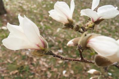Magnolia kobus var. borealis (Northern Japanese Magnolia), flower, side