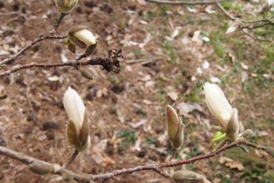 Magnolia kobus var. borealis (Northern Japanese Magnolia), flower, bud