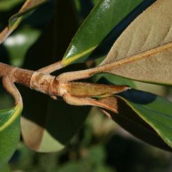 Magnolia grandiflora (Southern Magnolia), bud, terminal