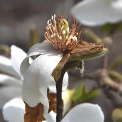 Magnolia kobus var. borealis (Northern Japanese Magnolia), flower, past