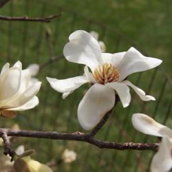 Magnolia kobus 'Morris Fragrant' (Morris Fragrant Japanese Magnolia), inflorescence