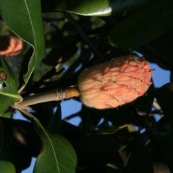 Magnolia grandiflora (Southern Magnolia), fruit, immature