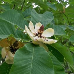 Magnolia obovata (Japanese White-barked Magnolia), flower, full