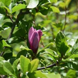 Magnolia liliflora (Purple Magnolia), flower, side