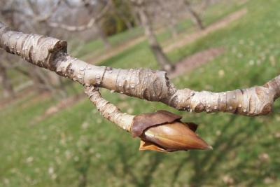 Magnolia officinalis var. biloba (Chinese Two-lobed Magnolia), bark, twig