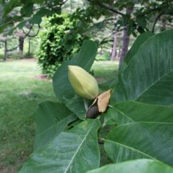 Magnolia obovata (Japanese White-barked Magnolia), bud, flower