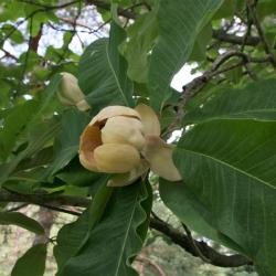 Magnolia obovata (Japanese White-barked Magnolia), flower, side
