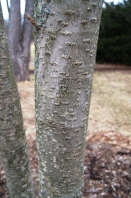 Magnolia officinalis var. biloba (Chinese Two-lobed Magnolia), bark, trunk