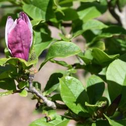 Magnolia liliflora (Purple Magnolia), flower, side