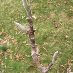 Magnolia macrophylla (Big-leaved Magnolia), bud, vegetative