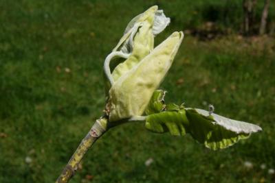 Magnolia macrophylla (Big-leaved Magnolia), leaf, spring