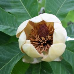 Magnolia obovata (Japanese White-barked Magnolia), flower, throat