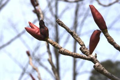 Magnolia officinalis var. biloba (Chinese Two-lobed Magnolia), bud, flower
