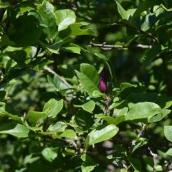 Magnolia liliflora (Purple Magnolia), bud, flower