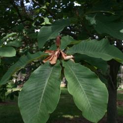 Magnolia obovata (Japanese White-barked Magnolia), leaf, summer