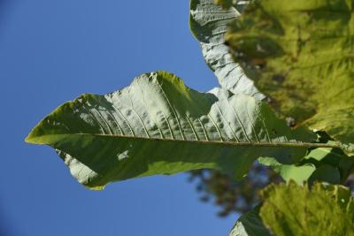 Magnolia macrophylla (Big-leaved Magnolia), leaf, lower surface