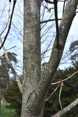 Magnolia officinalis var. biloba (Chinese Two-lobed Magnolia), bark, trunk