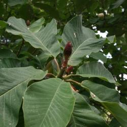 Magnolia obovata (Japanese White-barked Magnolia), fruit, immature