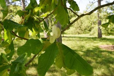 Magnolia obovata (Japanese White-barked Magnolia), flower, side