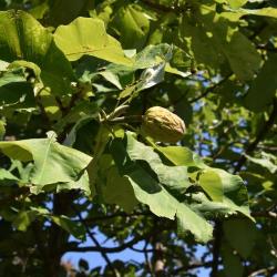 Magnolia macrophylla (Big-leaved Magnolia), fruit, immature