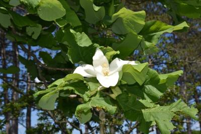 Magnolia macrophylla (Big-leaved Magnolia), flower, full