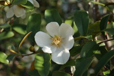 Magnolia laevifolia 'Michelle' (Michelle Michelia), flower, throat