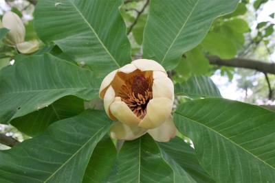 Magnolia obovata (Japanese White-barked Magnolia), flower, full