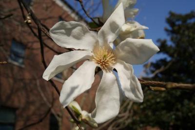 Magnolia kobus (Japanese Magnolia), flower, throat