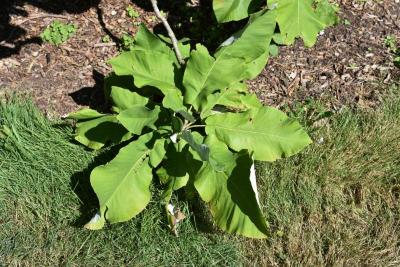 Magnolia macrophylla (Big-leaved Magnolia), leaf, summer