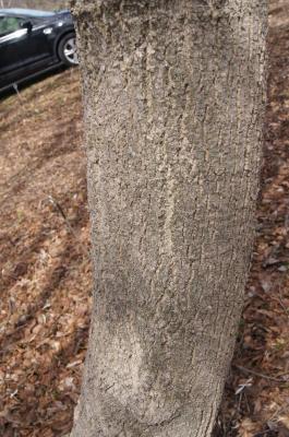 Magnolia stellata 'Rohrbach' (Rohrbach Star Magnolia), bark, mature