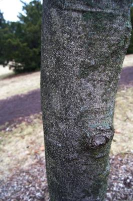 Magnolia pyramidata (Pyramidal Magnolia), bark, trunk