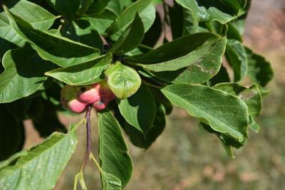 Magnolia salicifolia (Anise Magnolia), fruit, immature