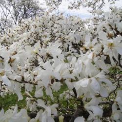 Magnolia salicifolia (Anise Magnolia), inflorescence