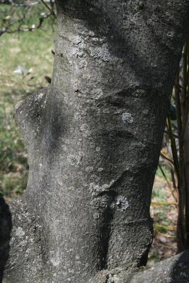 Magnolia salicifolia (Anise Magnolia), bark, mature