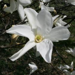 Magnolia salicifolia (Anise Magnolia), flower, throat