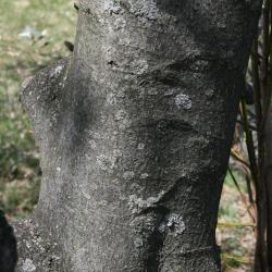 Magnolia salicifolia (Anise Magnolia), bark, mature