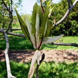 Magnolia pyramidata (Pyramidal Magnolia), leaf, spring