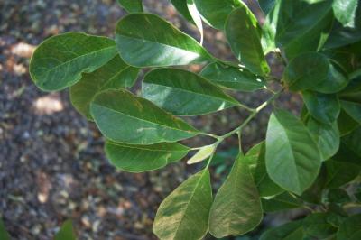 Magnolia stellata 'Green Star' (Green Star Magnolia), leaf, summer