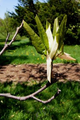 Magnolia pyramidata (Pyramidal Magnolia), leaf, spring