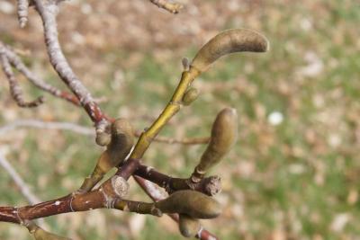 Magnolia salicifolia (Anise Magnolia), bark, twig