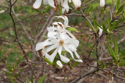 Magnolia stellata 'Kikuzaki' (Kikuzaki Star Magnolia), flower, full