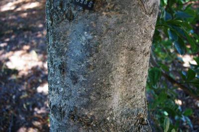 Magnolia stellata 'Green Star' (Green Star Magnolia), bark, trunk