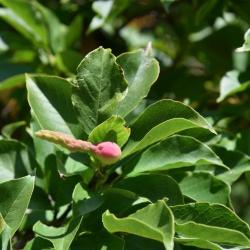 Magnolia salicifolia (Anise Magnolia), fruit, immature
